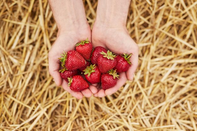 Foto landwirt, der erdbeeren über heu zeigt