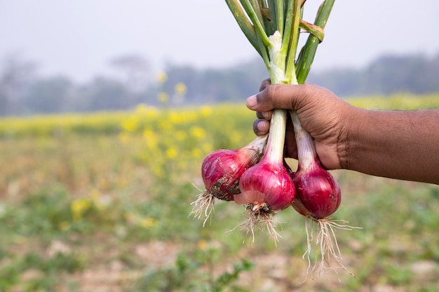 Landwirt, der frische rote Zwiebeln oder Schalotten im selektiven Fokus des Feldes hält