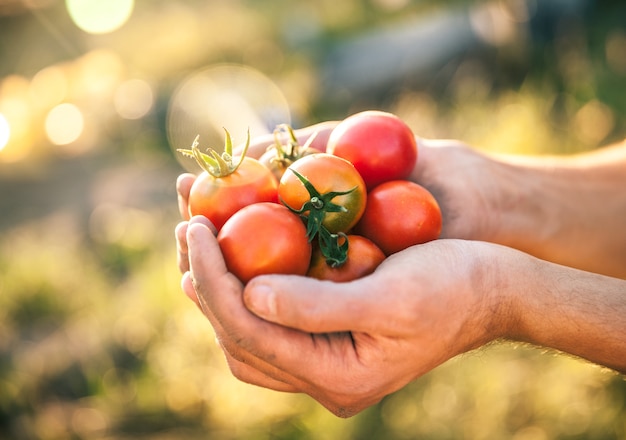 Landwirt, der frische Tomaten bei Sonnenuntergang hält. Lebensmittel, Gemüse, Landwirtschaft