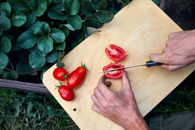 Landwirt, der frische Tomaten schneidet