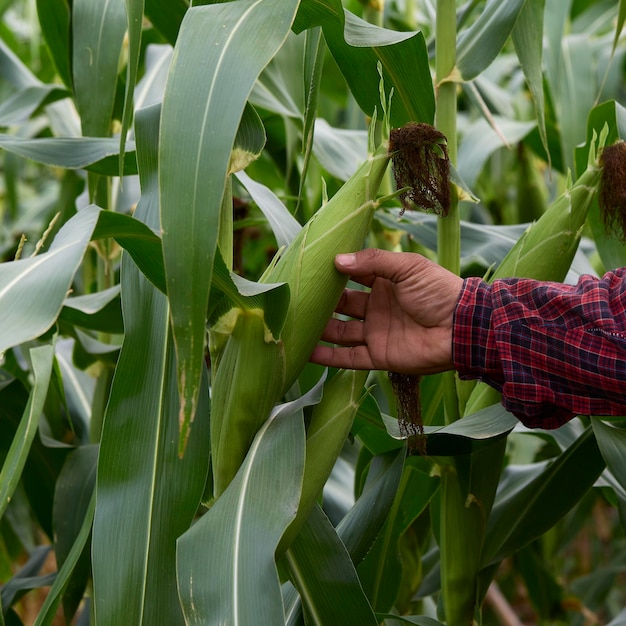 Landwirt, der grünen Mais kontrolliert