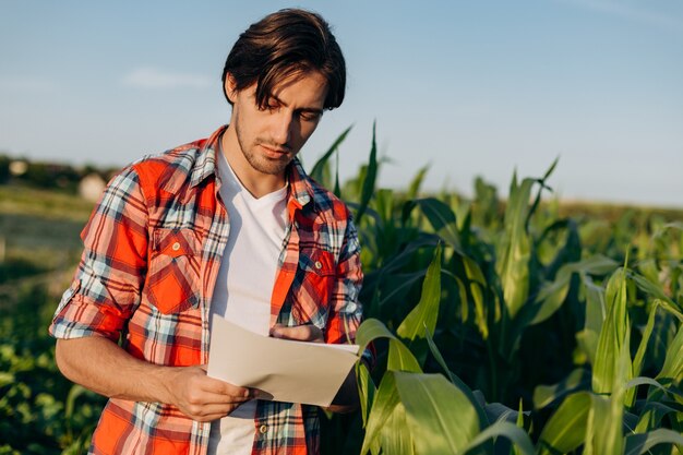 Landwirt, der im Maisfeld steht und Ernte untersucht. Ein junger Agronom in einem karierten Hemd studiert Dokumente.