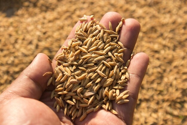 Foto landwirt, der in der hand paddy hält