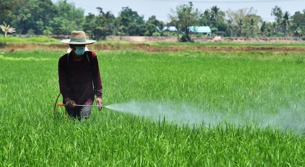 Landwirt, der Schädlingsbekämpfungsmittel im grünen Reisfeld sprüht
