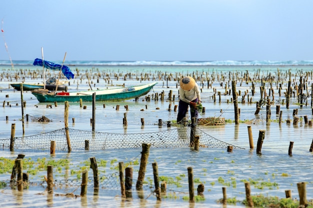 Landwirt, der Seetangplantagen auf Seetangfarm in Nusa Penida, Indonesien sammelt