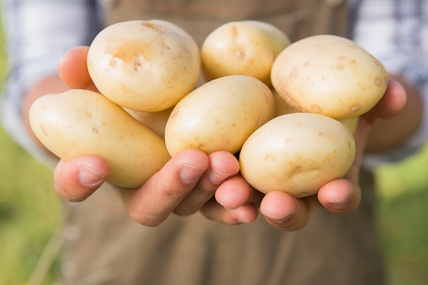 Landwirt, der seine organischen Kartoffeln zeigt