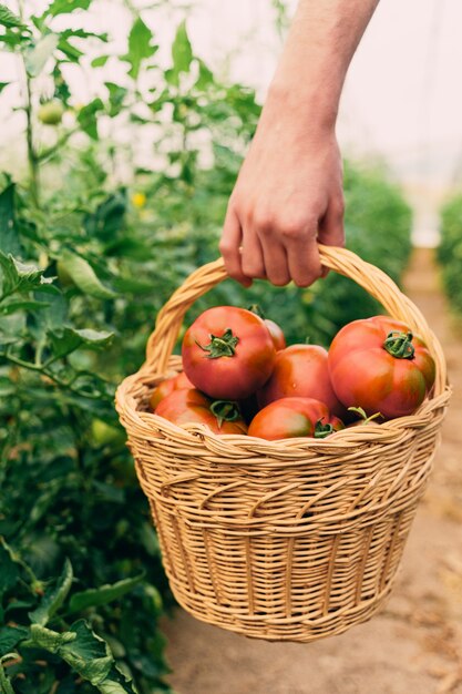 Landwirt, der Tomaten in einem Korb pflückt