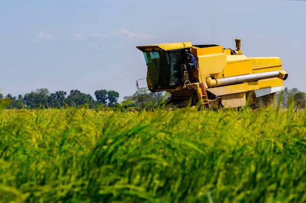 Landwirt fährt mit dem Harvester auf einem Reisfeld gegen den Himmel