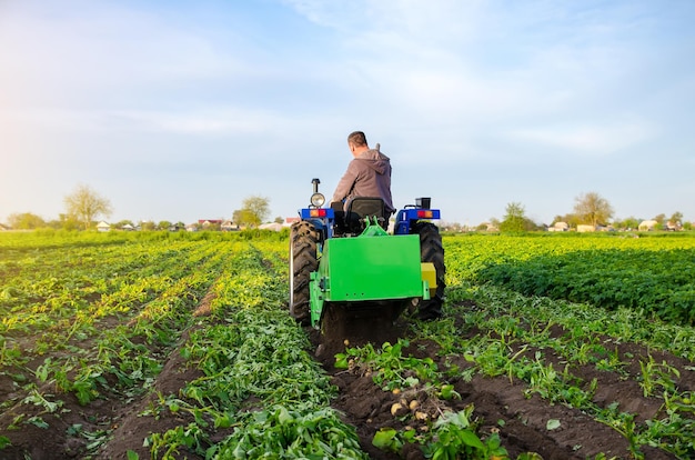 Landwirt gräbt eine Kartoffelernte heraus Ernte der ersten Kartoffeln im frühen Frühling Landwirtschaft und Ackerland Agrarindustrie und Agrarwirtschaft Unterstützung von Farmen Mechanisierung der Ernte in Entwicklungsländern