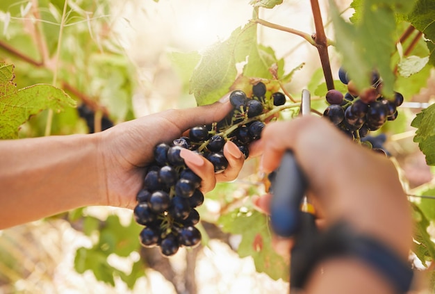 Landwirt Hände Trauben ernten Schere Schneiden Beschneiden und Ernten Landwirtschaft Weinberg Obst Nahaufnahme von Landarbeitern auf dem Land Bauernhof Naturfeld und Nachhaltigkeitspflanze der Lebensmittelindustrie