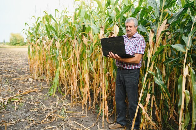 Landwirt inspiziert Maiskolben auf seinem Feld