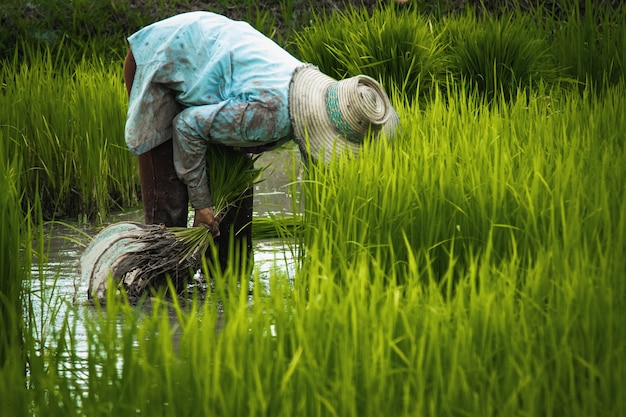 Landwirt ist zurückgezogener Sämling und tritt Bodenstreifen von Vor dem gewachsenen im Reisfeld, Thaila