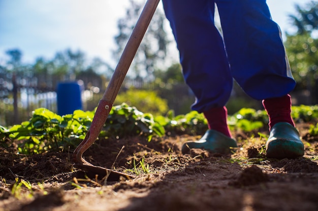 Landwirt kultiviert Land im Garten mit Handwerkzeugen Bodenlockerung Gartenkonzept Landwirtschaftliche Arbeit auf der Plantage