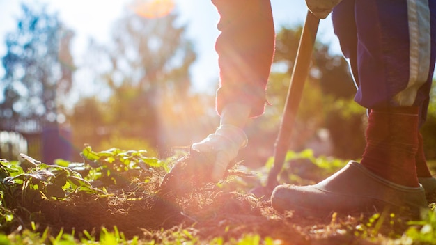 Landwirt kultiviert Land im Garten mit Handwerkzeugen Bodenlockerung Gartenkonzept Landwirtschaftliche Arbeit auf der Plantage