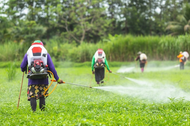 Landwirt mit Maschine und Sprühchemikalie zum jungen grünen Reisfeld