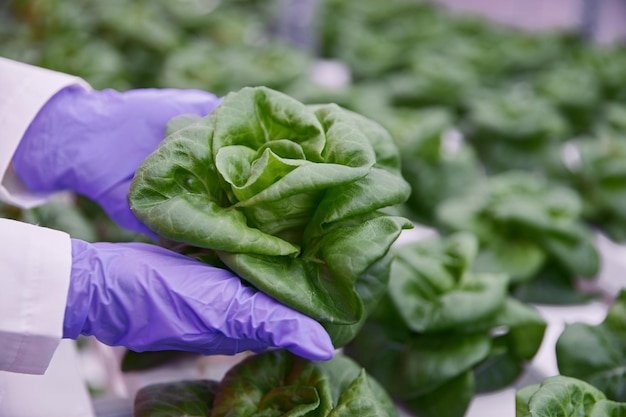 Landwirt mit Salat im Labor