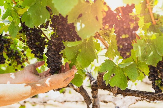 Landwirt mit schwarzer Traube im Weinberg