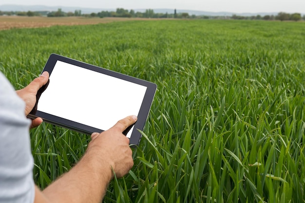 Landwirt mit Tablet-Computer im grünen Weizenfeld. Weißer Bildschirm.