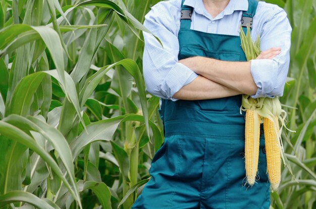 Landwirt mittleren Alters hält frische Bio-Maiskolben in seinen Händen Erntepflegekonzept Platz für Text