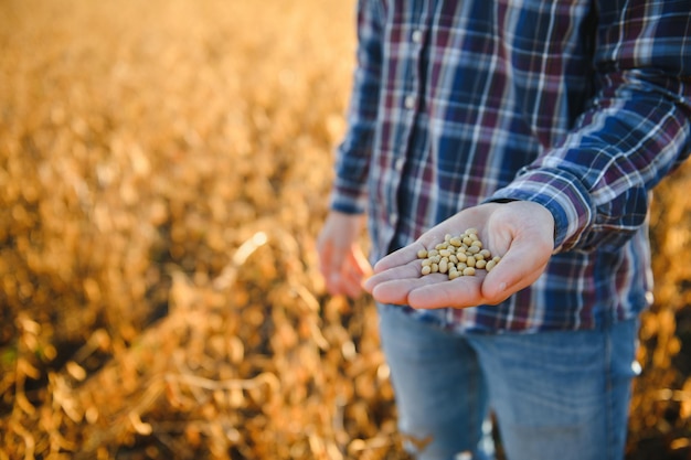 Landwirt oder Agronom, der ein Sojabohnenfeld inspiziert