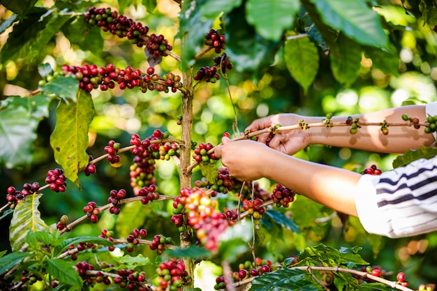 Foto landwirt sammeln kaffeebohnen im ackerland bei chiang rai thailand