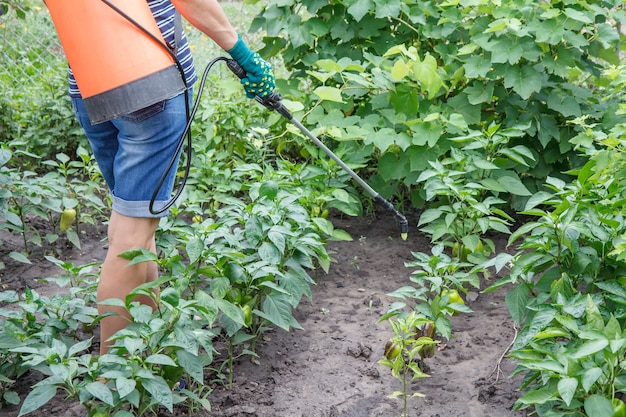 Landwirt schützt Paprikapflanzen vor Pilzkrankheiten oder Ungeziefer mit Drucksprüher.