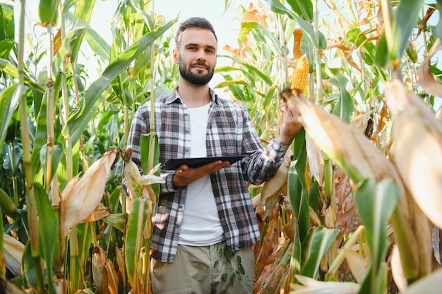 Landwirt und Geschäftsmann arbeiten im Maisfeld mit Tablet-Computer. Männlicher Bauer arbeitet mit digitalem Tablet im Maisfeld