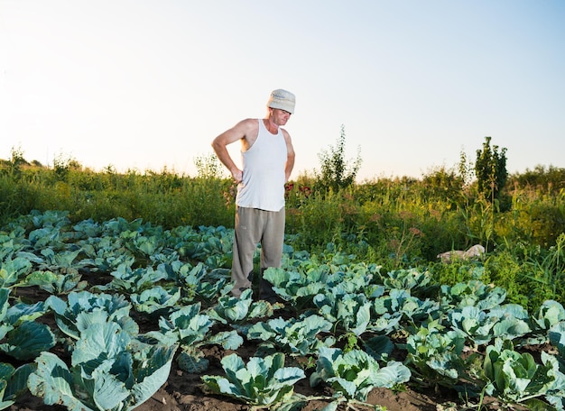 Landwirt untersucht Bio-Kohl im Garten