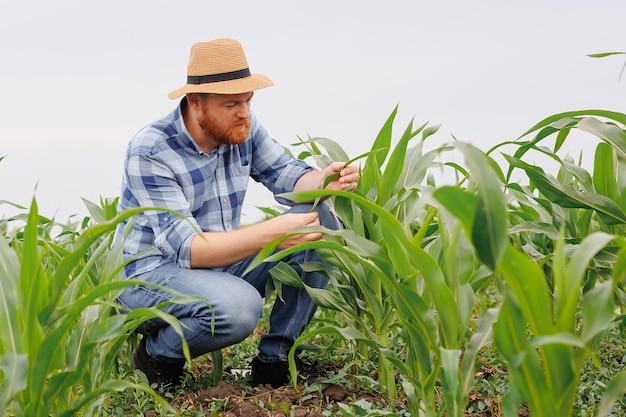 Landwirt untersucht Maispflanze im Feld. Landwirtschaftliche Tätigkeit auf Ackerland. Agronomin inspiziert Maissämling