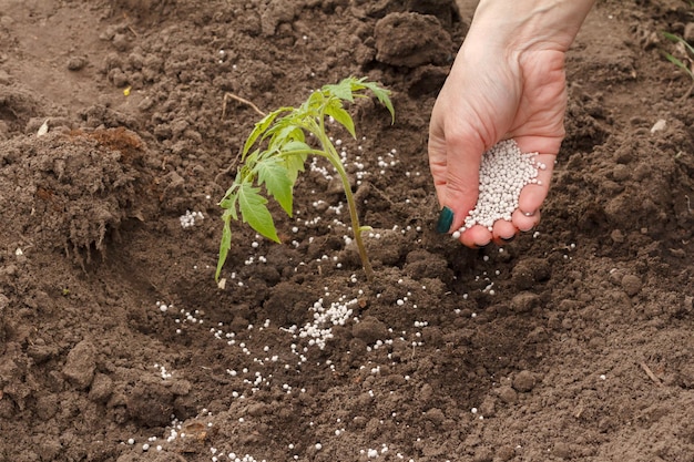 Landwirt verteilt chemischen Dünger auf junge Tomatenpflanze