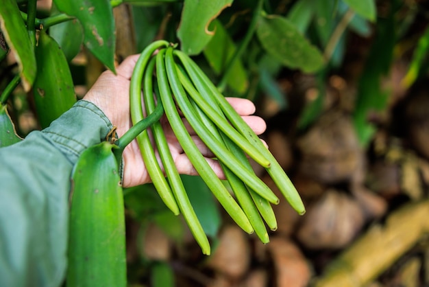 Landwirt zeigt grüne Vanillehülsen, die sich in seiner Plantage in der Nähe von weichen Ocus halten