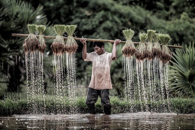 Landwirte bauen in der Regenzeit Reis an.