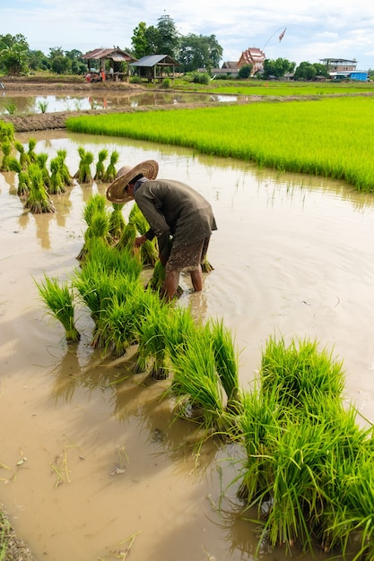 Landwirte bereiten Reissorten für das Pflanzen vor. Landwirtschaft auf dem Land. Landwirtschaft auf dem Boden. Transplantation von Reissämlingen zum Pflanzen.
