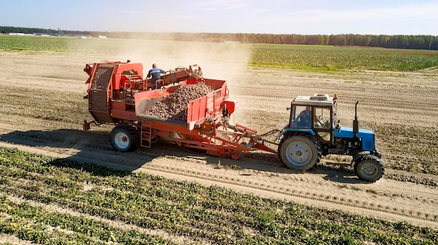 Landwirte, die rote Rüben ernten, Luftbild