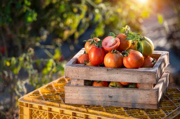 Landwirte, die Tomaten in Holzkisten mit grünen Blättern und Blumen ernten Frisches Tomaten-Stillleben isoliert auf Tomatenfarm Hintergrund Bio-Landwirtschaft Draufsicht