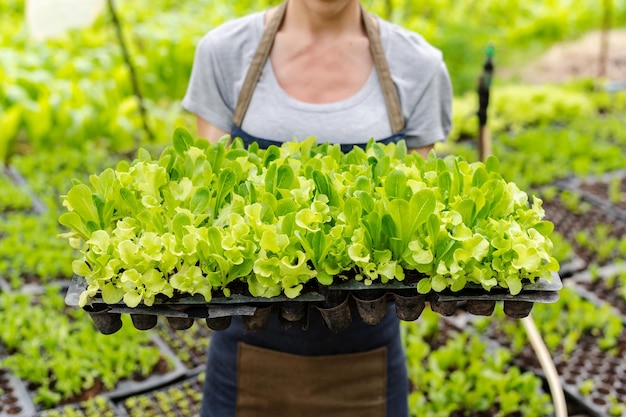 Landwirte ernten frisches Salatgemüse von Hand in hydroponischen Pflanzensystemen im Gewächshaus, um xA zu vermarkten