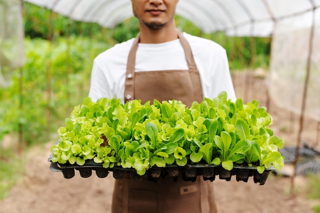 Landwirte ernten frisches Salatgemüse von Hand in hydroponischen Pflanzensystemfarmen im Gewächshaus, um xA zu vermarkten