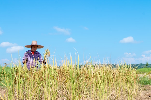 Landwirte ernten Getreide in den Reisfeldern. Heller Himmelstag