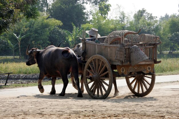 Landwirte fahren mit Karren zur Arbeit.