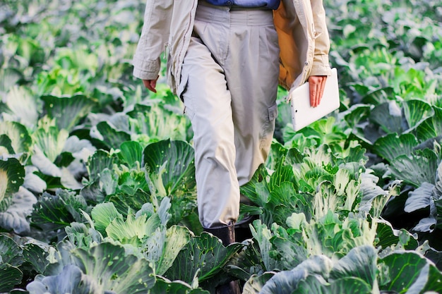 Landwirte kontrollieren die Qualität der Kohlernte vor der Ernte. Agronomin mit digitalem Tablet und moderner Technologie im landwirtschaftlichen Bereich