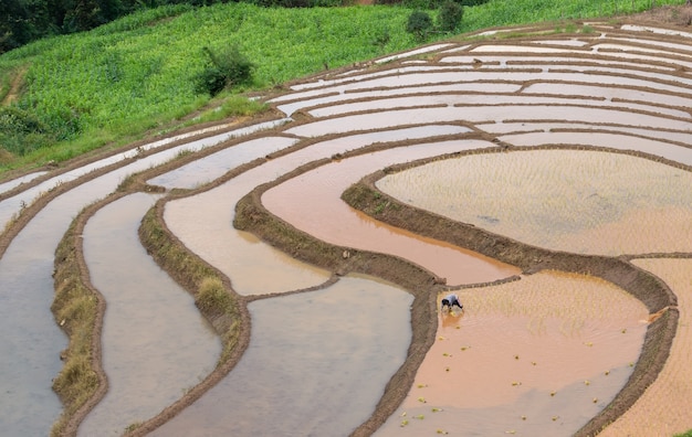 Landwirte pflanzen Reis im Bauernhof mit dem Kopienraum und arbeiten in Bergen