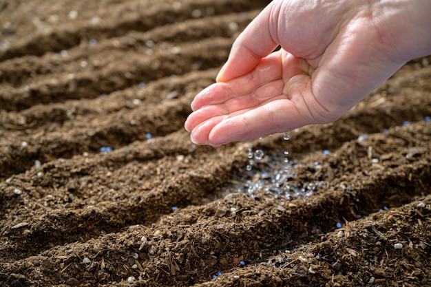 Landwirte pflanzen Samen von Hand in den Boden