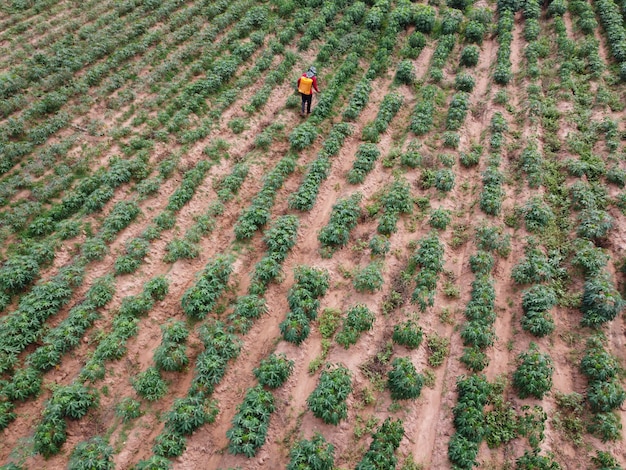 Landwirte sprühen giftige Pestizide auf landwirtschaftliche Flächen.