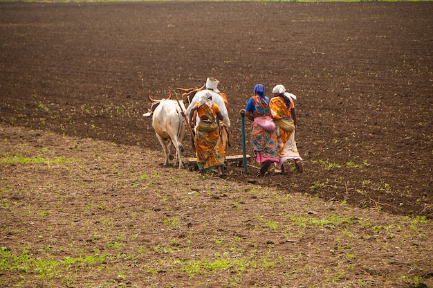 Landwirte und Arbeiter pflügen und säen auf traditionelle Weise mit Hilfe von Bullen landwirtschaftliche Felder