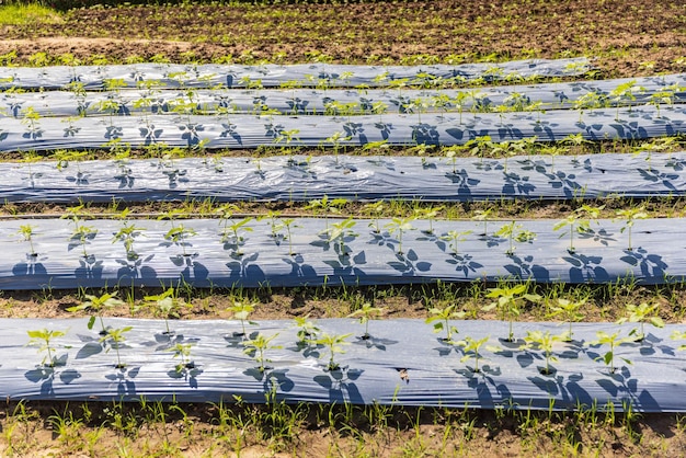 Landwirte verwenden Kunststofffolien zur Unkrautbekämpfung im Gemüsegarten