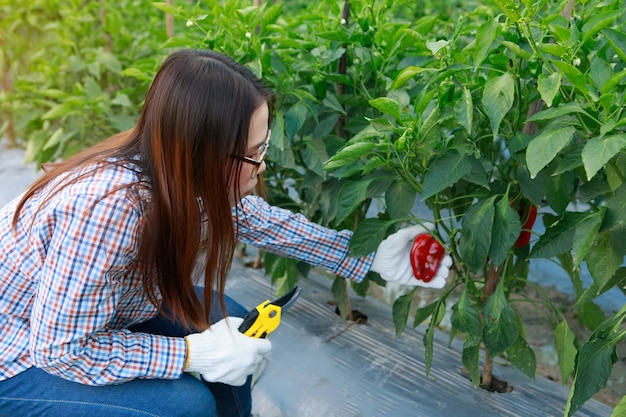 Landwirternte-gelbpfeffer des jungen mädchens. landwirtschaft und nahrungsmittelproduktionskonzept.