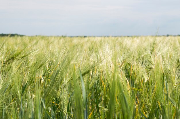 Landwirtfeld mit den grünen Ährchen des jungen Weizens, Nahaufnahme, landwirtschaftliche Landschaft