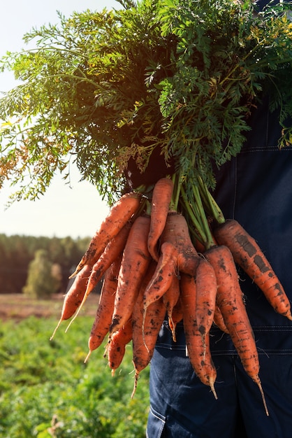 Landwirthände in Handschuhen, die ein Bündel Karotten im Gartennahaufnahme-Erntekonzept halten