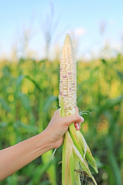 Landwirthand, die frischen Schalenmais in der Landwirtschaftsplantage hält.