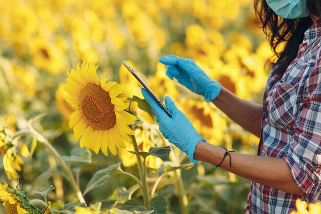 Landwirtin Agronomin in Handschuhen und Gesichtsmaske auf dem Sonnenblumenfeld mit Tablette, die die Ernte überprüft.